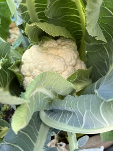 CULTIVATE A CAULIFLOWER! GROW ME NOW-JUNE