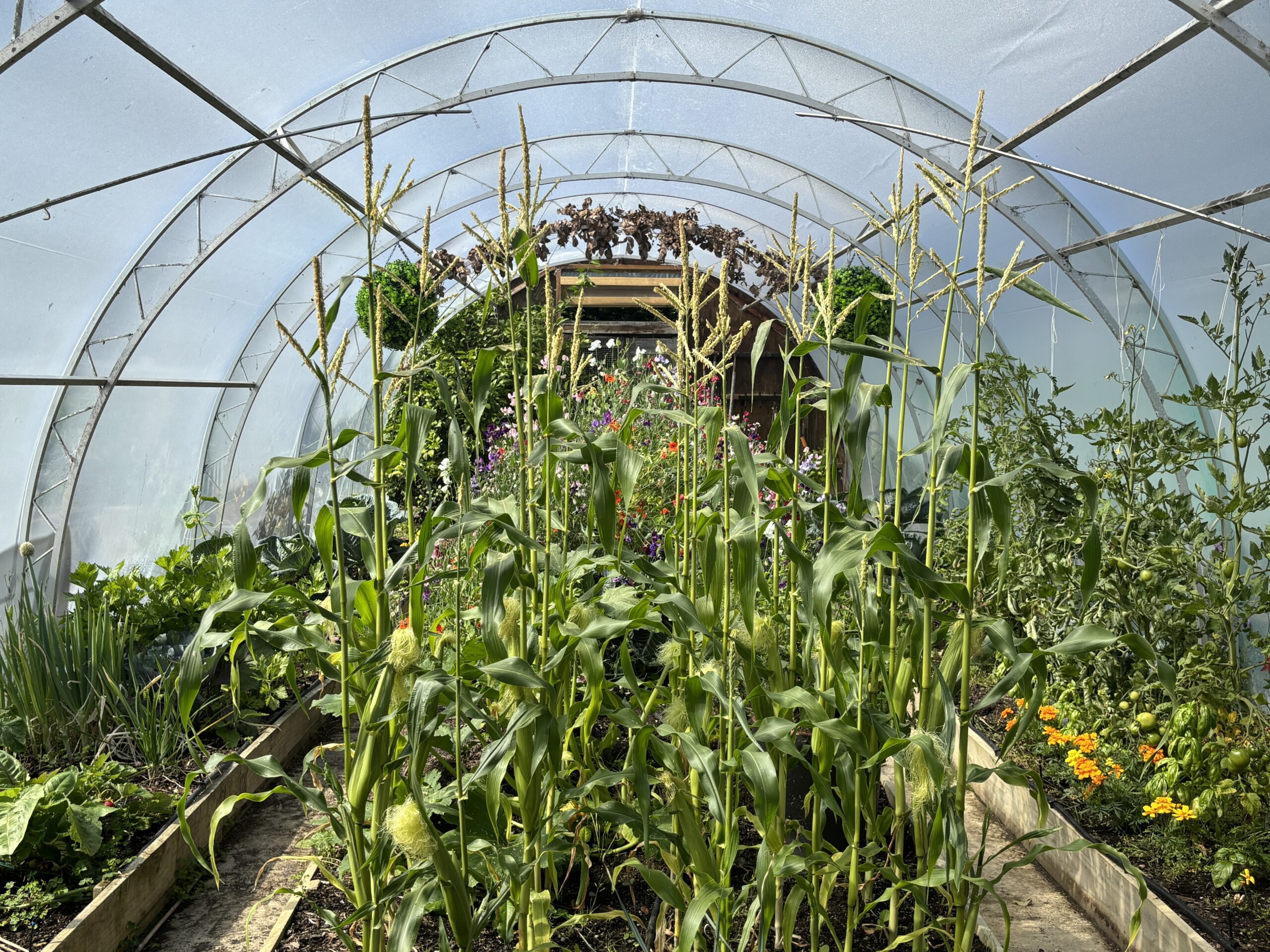 Eat Better, Live Better: How Greenhouse Growing Supports a Healthier Lifestyle