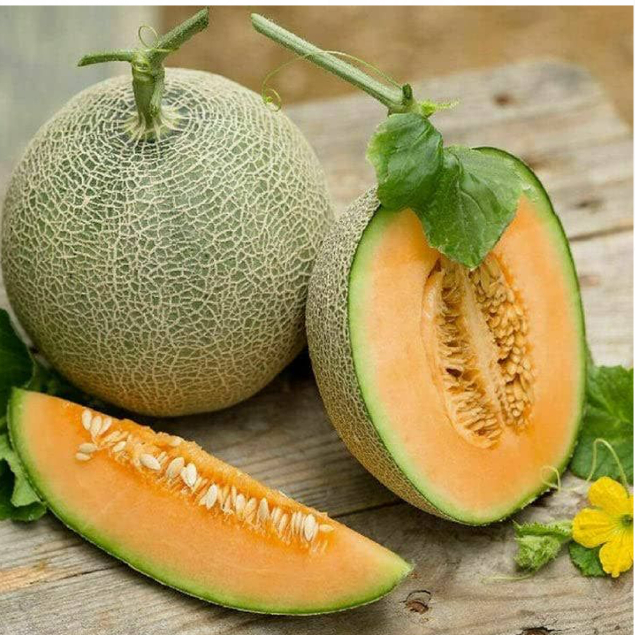 Rock Melons a sweet treat! Grow me in December