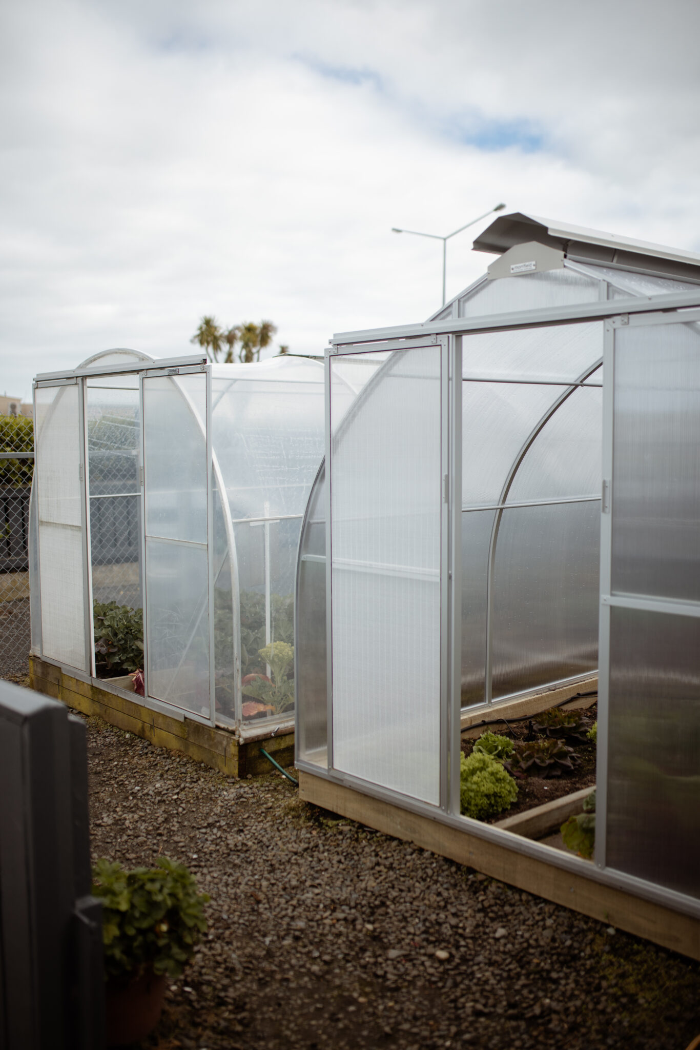 Polythene vs Polycarbonate Greenhouses: What’s Right for Your Garden?
